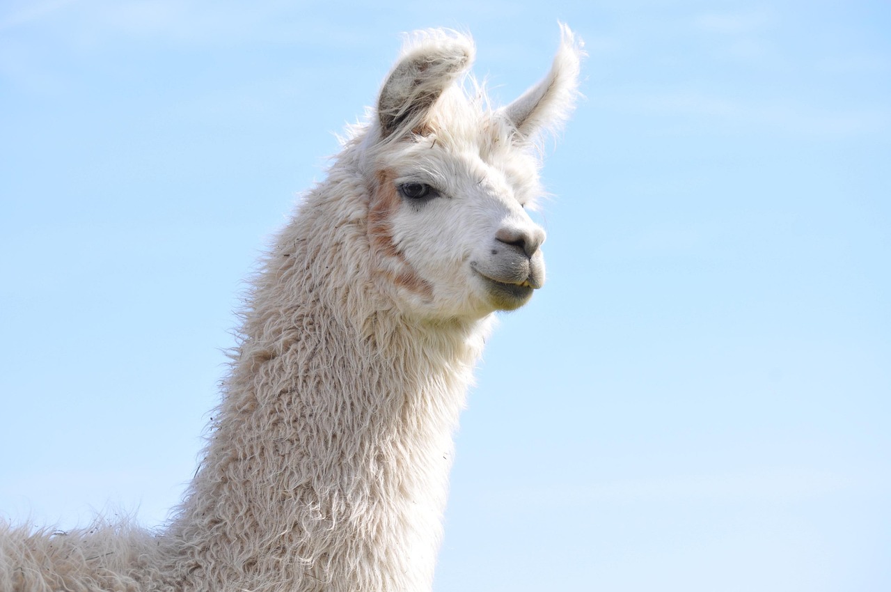 卖vx的网站：手机详情下载教程app详情下载教程不下来